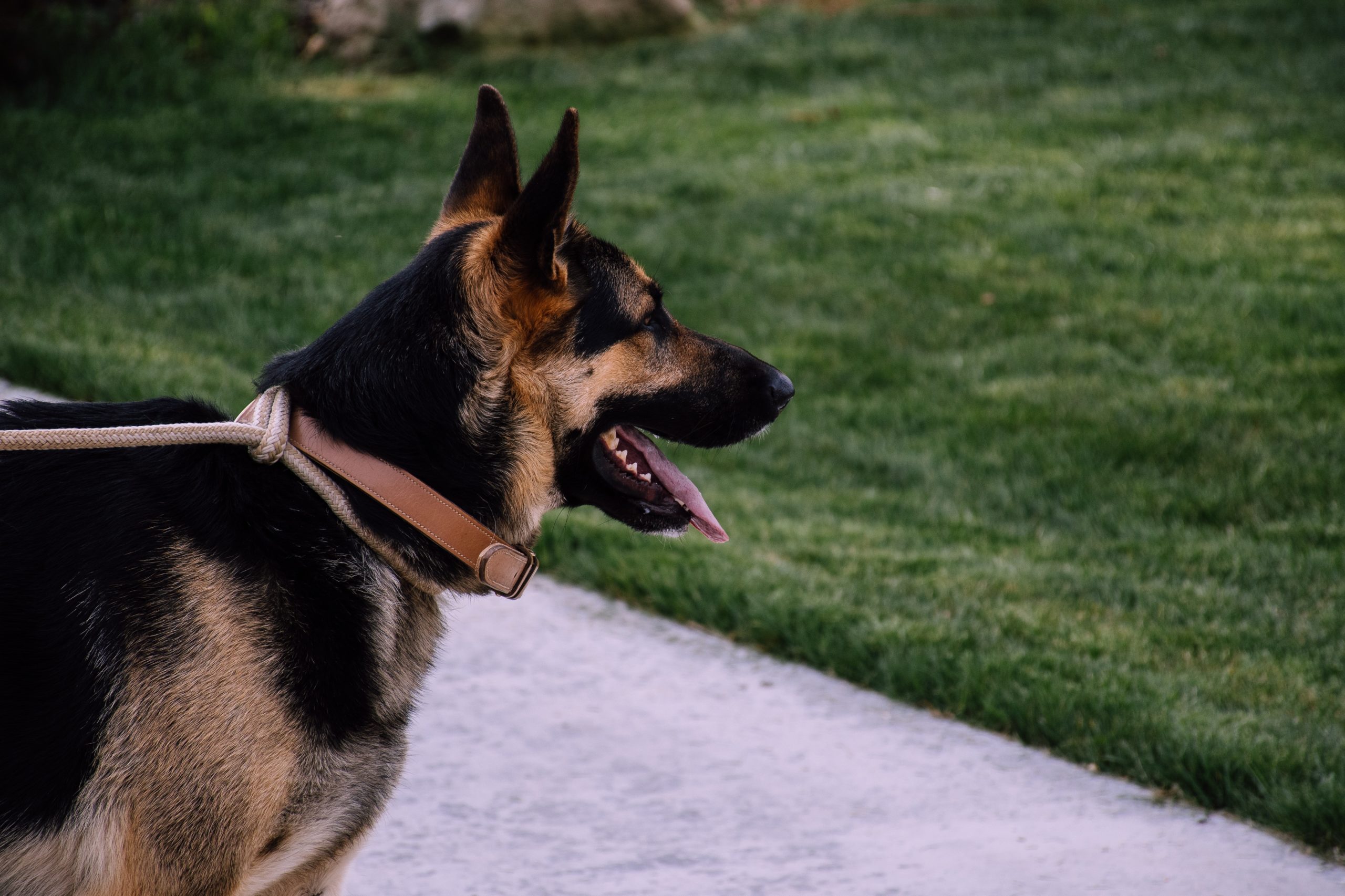 Shepherd2 scaled - LAPD K-9 Officer Training at LMU | May 12